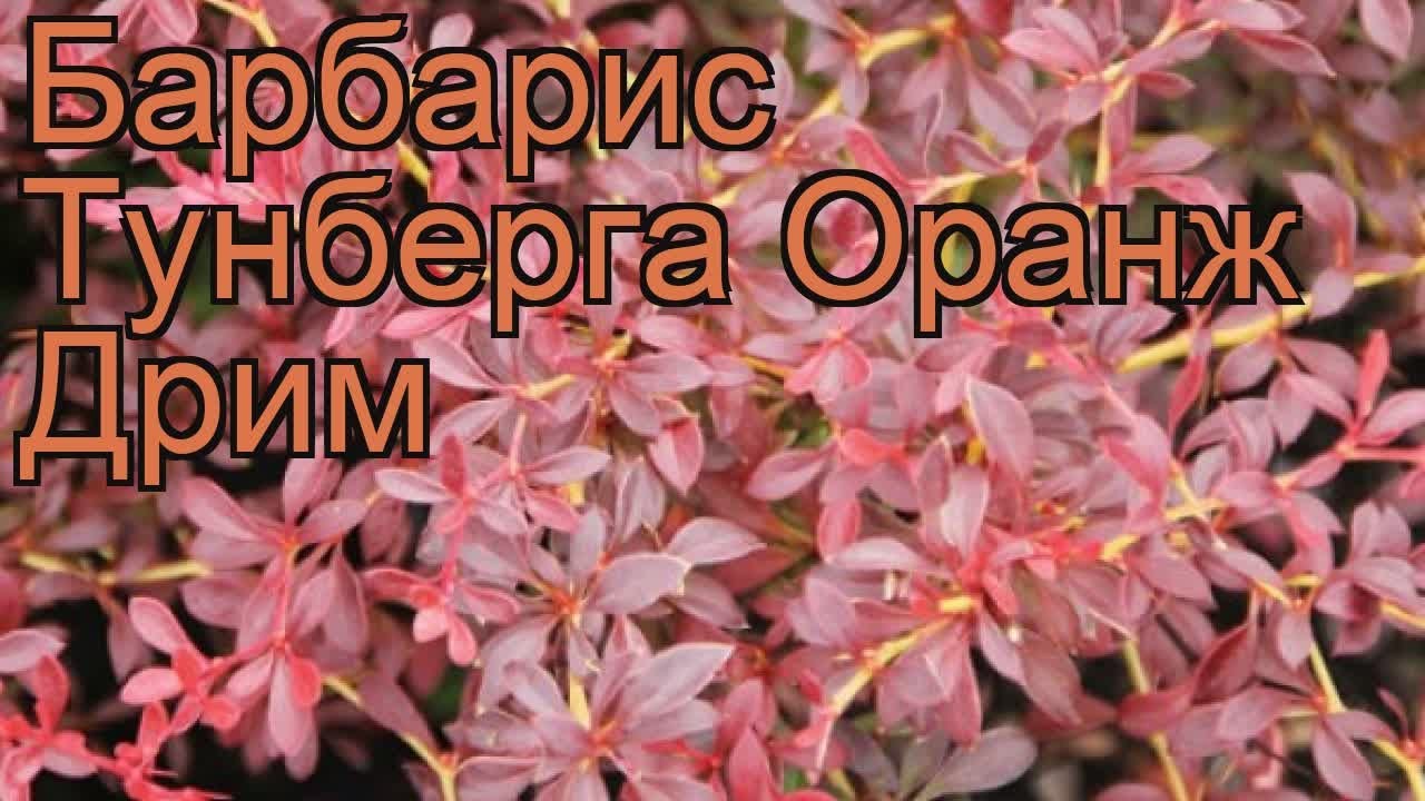 Барбарис тунберга Оранж Дрим (orange dream) 🌿 обзор: как сажать, саженцы барбариса Оранж Дрим