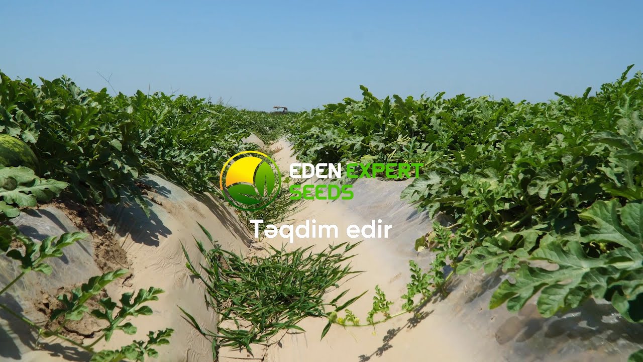 Bir-birindən məhsuldar, dadlı və keyfiyyətli qarpız sortlarımızın nəticələrini sizdə izləyin