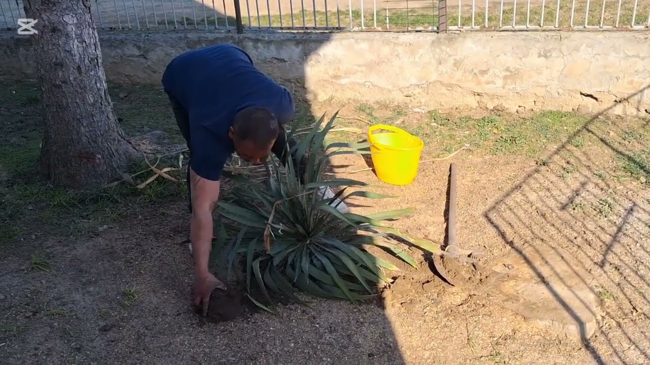 Kertèsz vlog