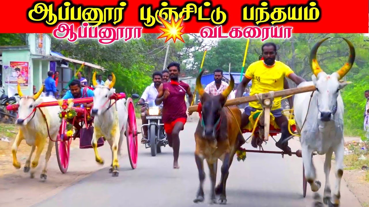 திருஆப்பனூர் பூஞ்சிட்டு பந்தயம்