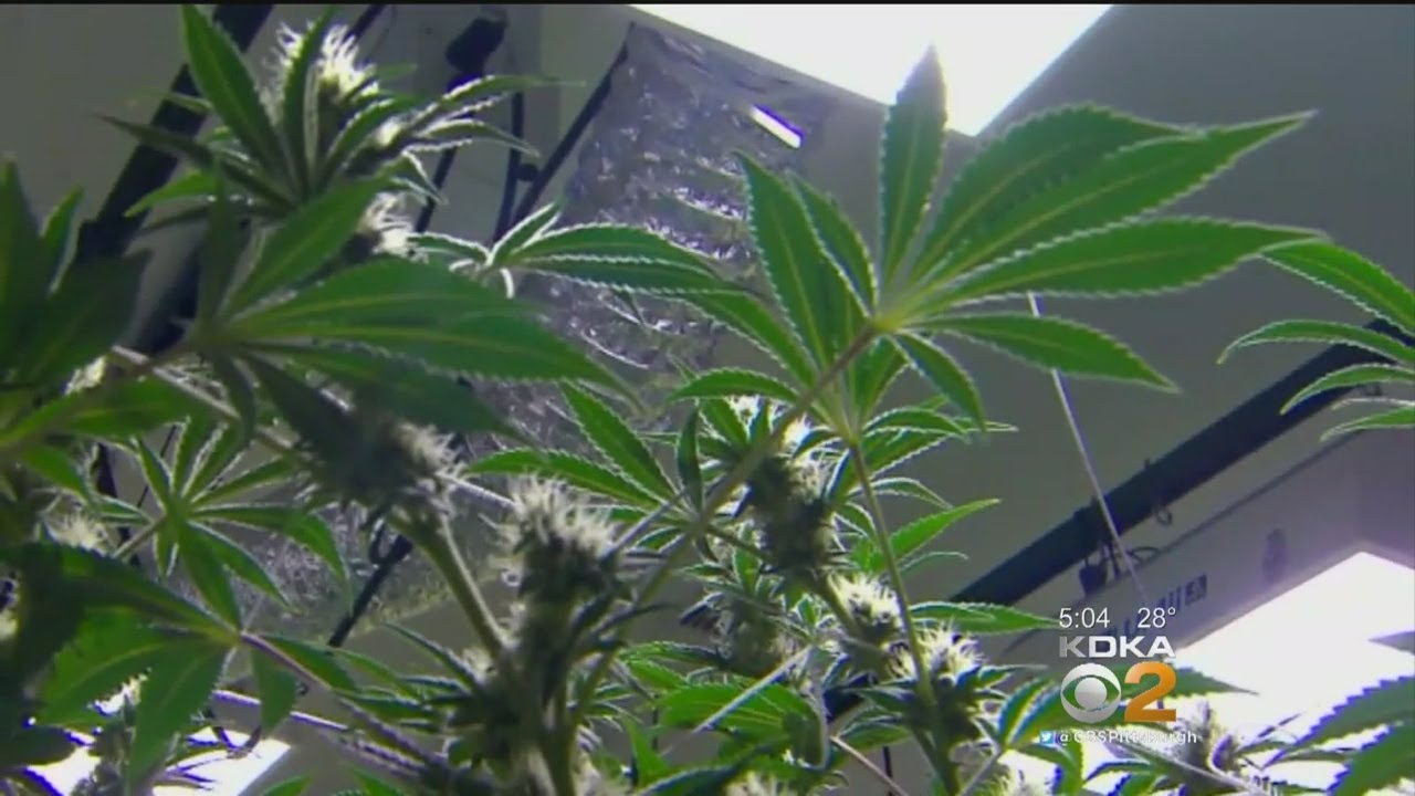 First-Of-Its-Kind Medical Marijuana Certification Center Opens In Downtown Pittsburgh