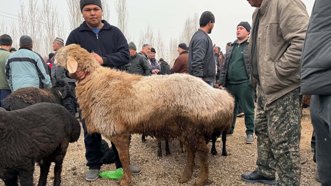 1-QISM  CHIMYON KON QUY BOZORI WUCHQOR VA SOVLIQ QUY  NARXLARI. 4 марта 2026 г.