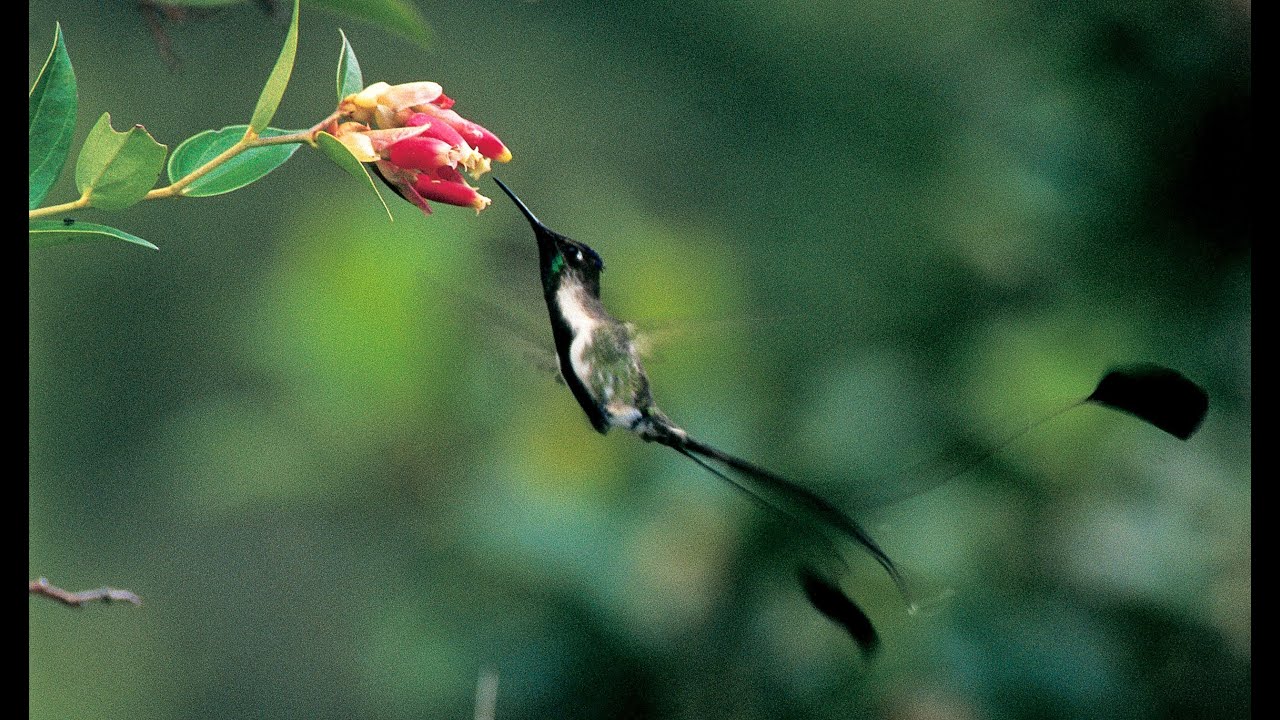 Perú, un verdadero paraíso de aves - Ruta Norte  HQ
