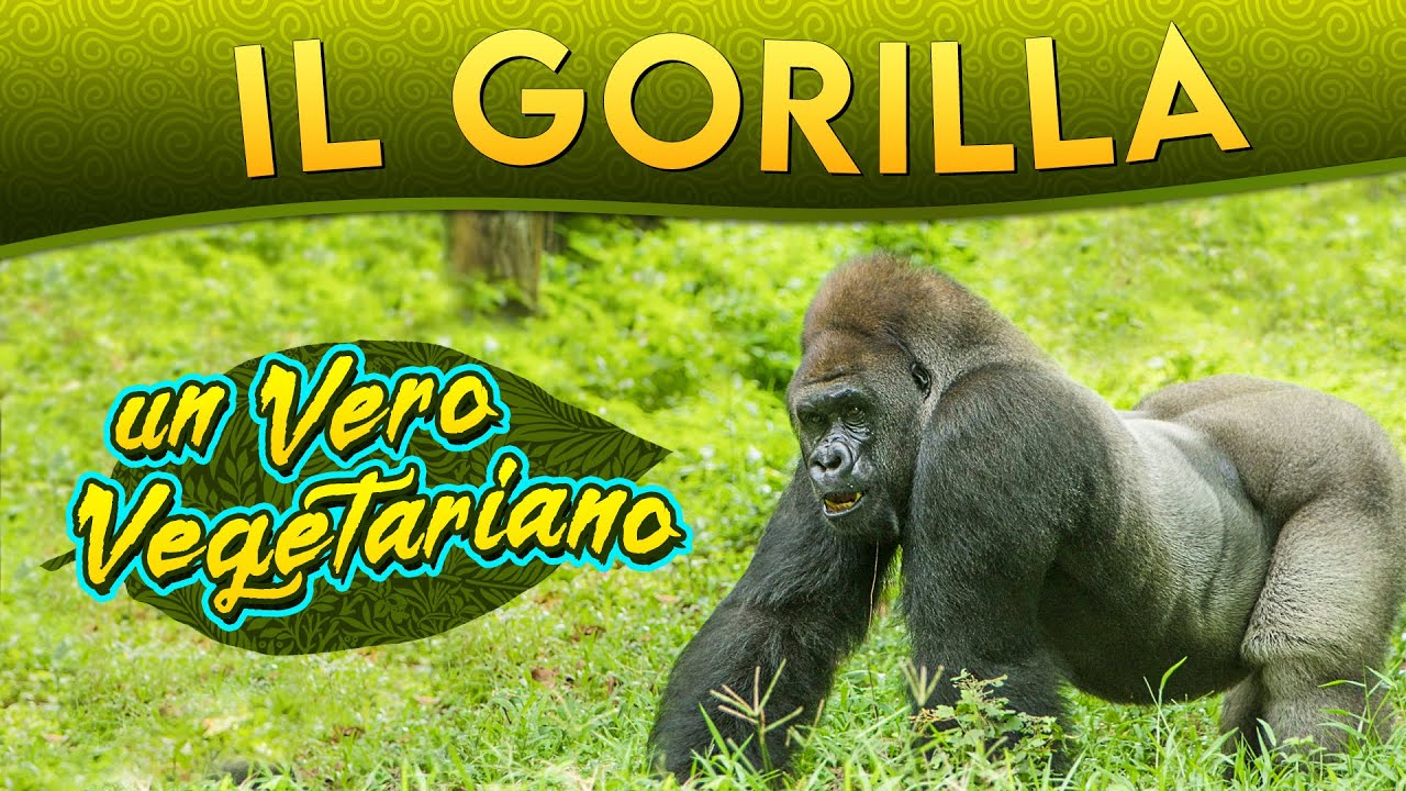 Il Gorilla: un vero vegetariano ► Puntata 127