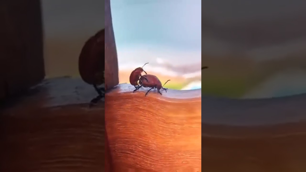 Beetel pleasure moment #shortsfeed #nature #funny