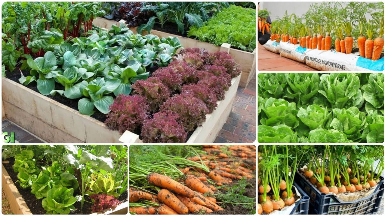 اتعلم زراعة الخس و الجزر :🥕🍀 🧺 في أصغر مساحة ممكنة في 20 دقيقة 🎁 ✨ كوراس مجاني