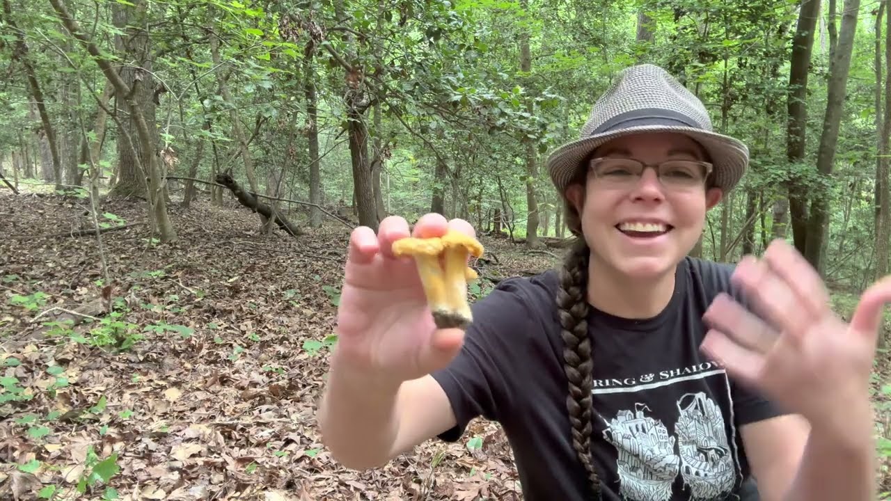 Chanterelle species: Cantharellus velutinus and others + how to recognize chanterelle habitat