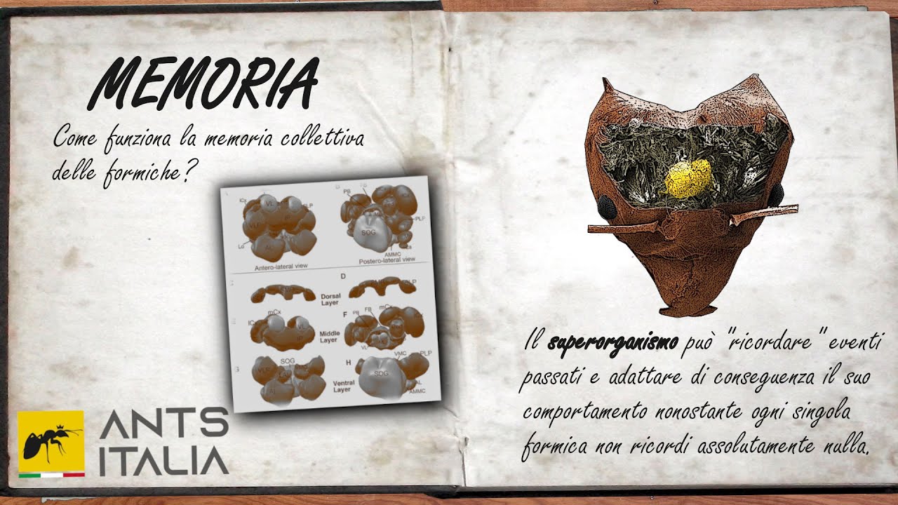 MEMORIA - Le formiche Ricordano?