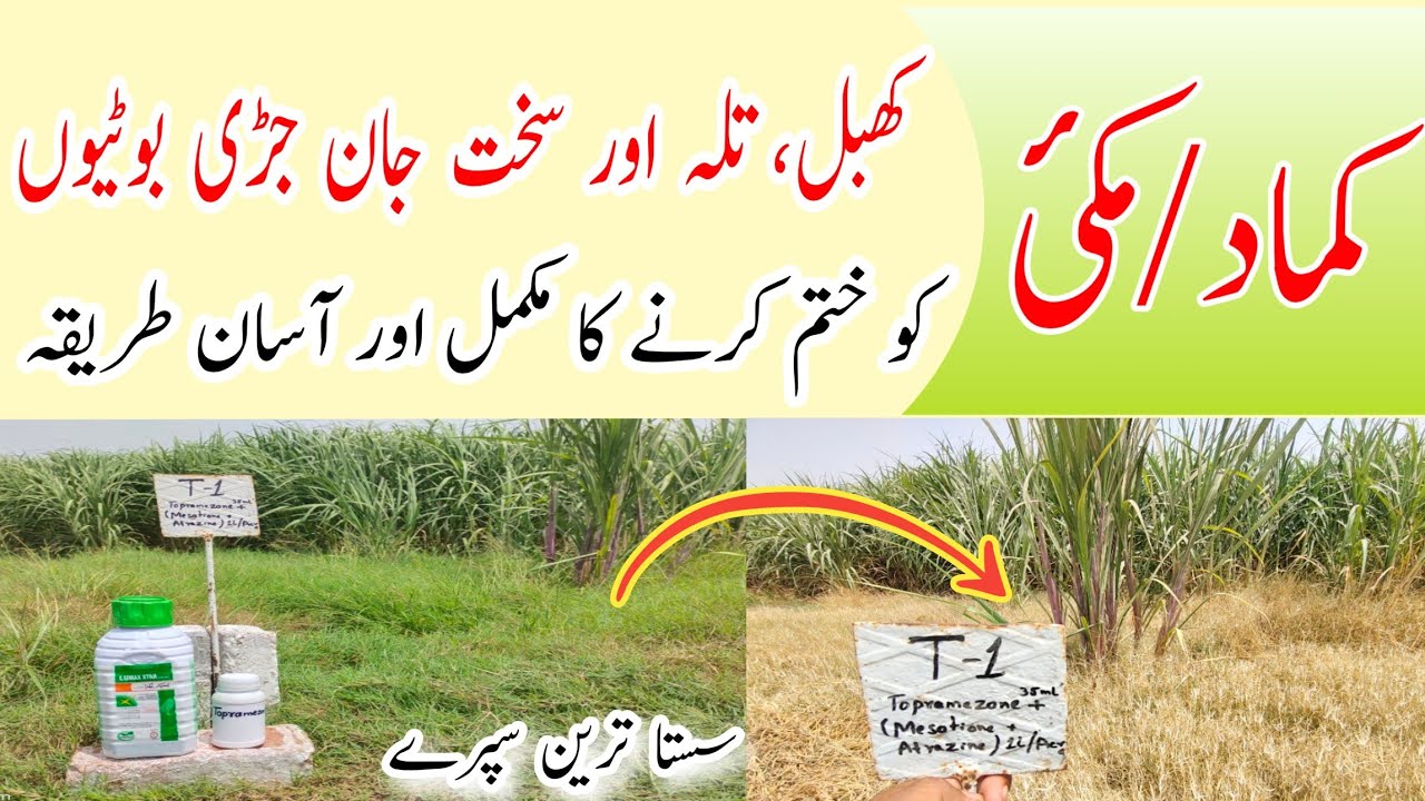 Weeds Management Guide for Ratoon Sugarcane | Best Herbicide Combinations & Spraying Tips