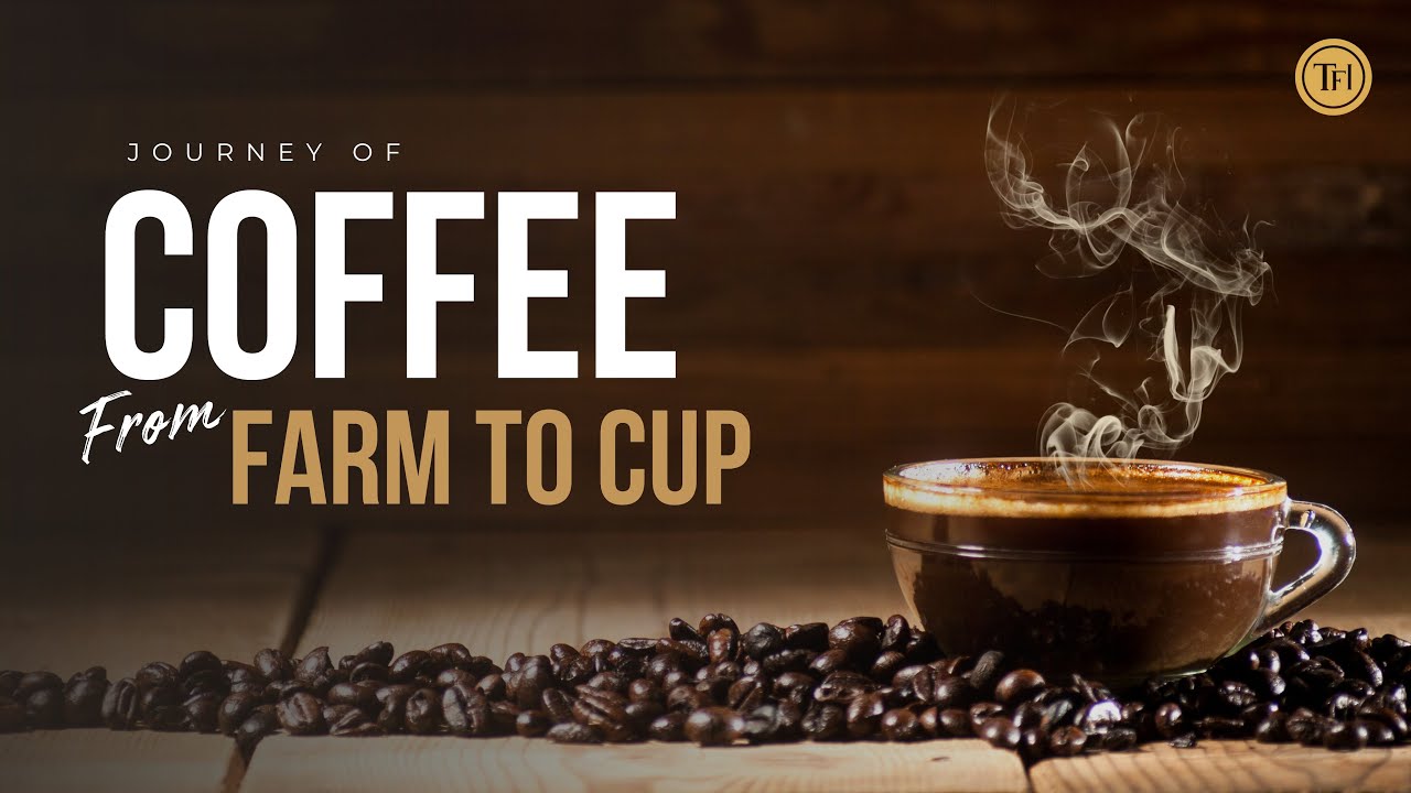 Coffee From Farm To Cup Process Step By Step Video