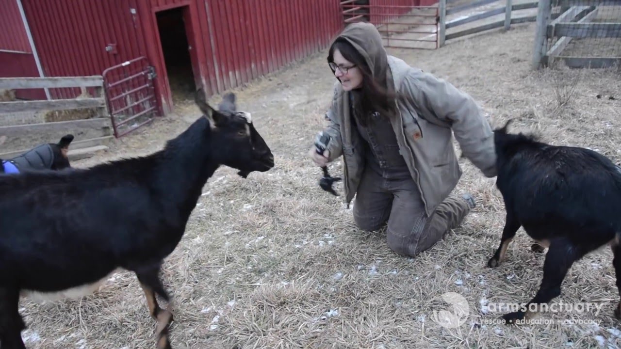The Power of Love at Farm Sanctuary