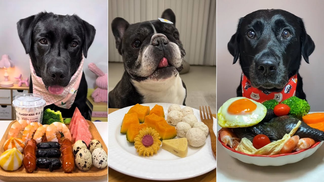 When a French Bulldog Meets a Hungry Labrador…🍽️ The Cutest Food Battle!