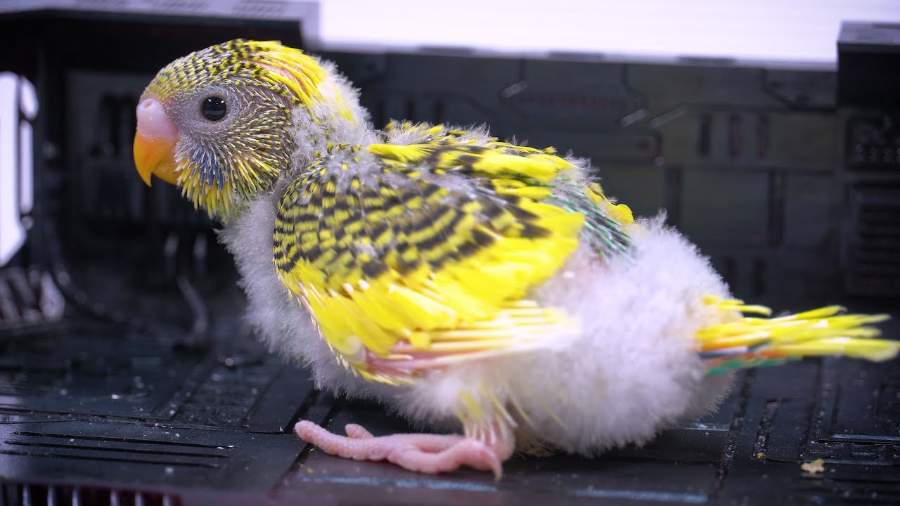 Budgie Breeding Timelapse: Witness the Hatchlings Grow (No Commentary)