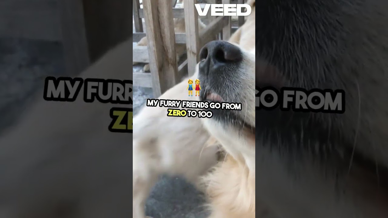 Chaos Ensues During Feeding Time! | Heartwarming Pet Moments #petparenting