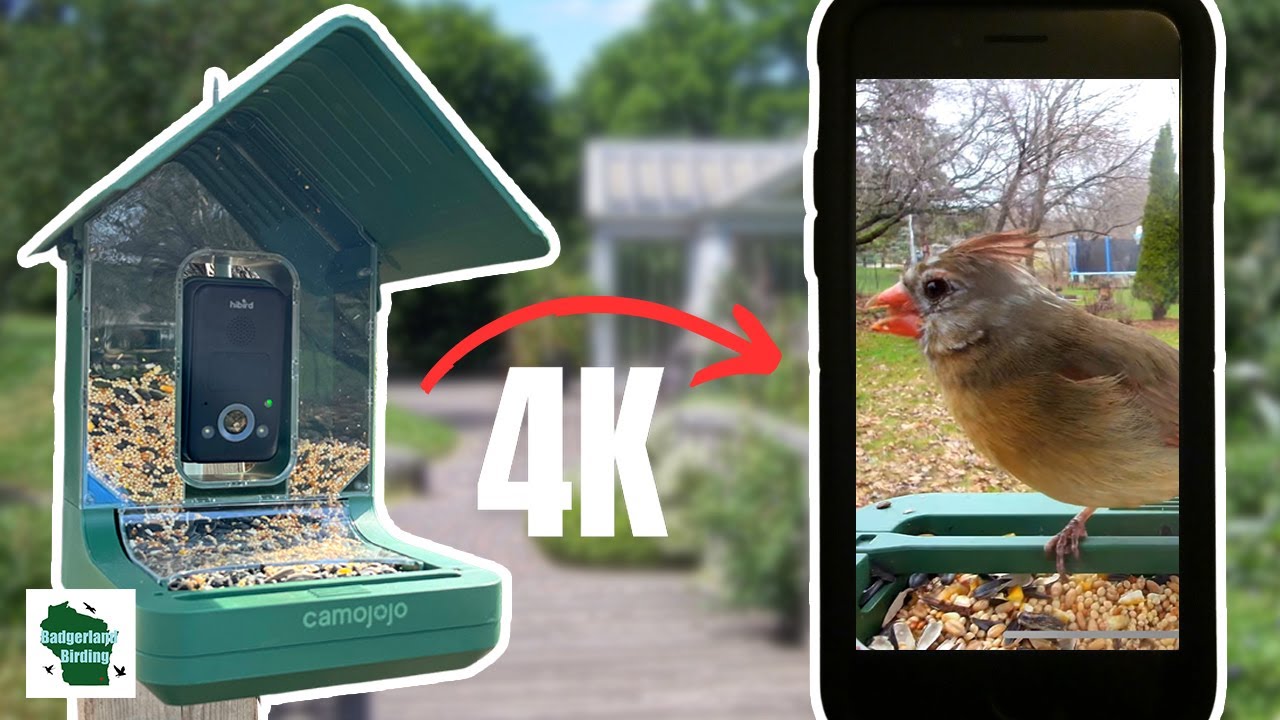 This Smart Bird Feeder Shoots in 4K: Is it Worth It? (Hibird Smart Bird Feeder Review)