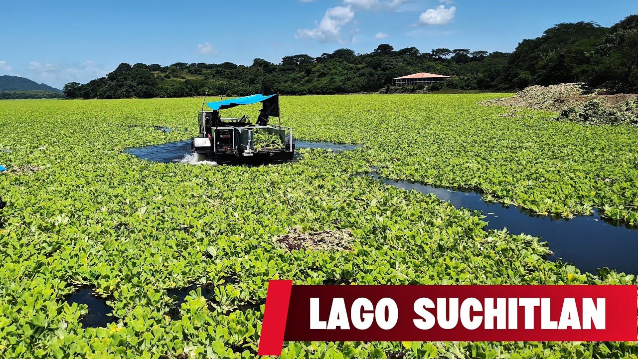 INVASIÓN DE NINFA ACUÁTICA PONE EN RIESGO EL LAGO SUCHITLAN 🇸🇻🇸🇻🇸🇻