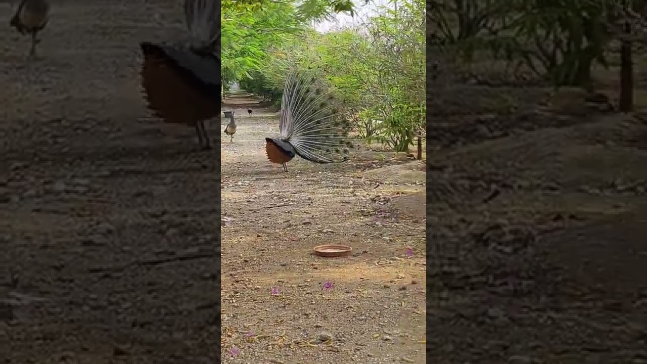 This is natural peecok##you must watch##