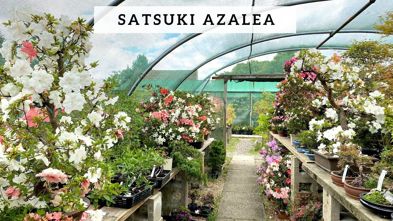 Satsuki Azaleas