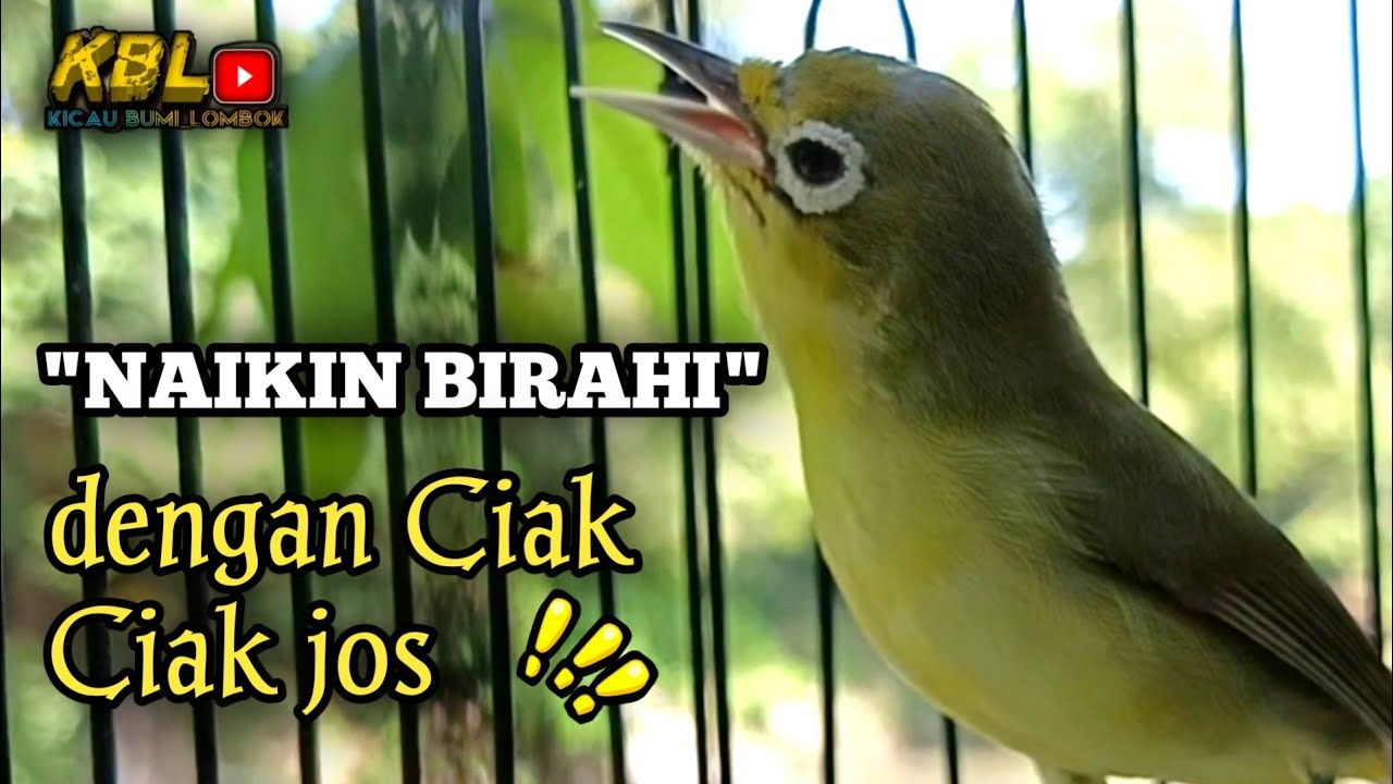 CIAK CIAK JOSS KECIAL KUNING AMPUH||PANCINGAN KECIAL MALAS BUNYI||