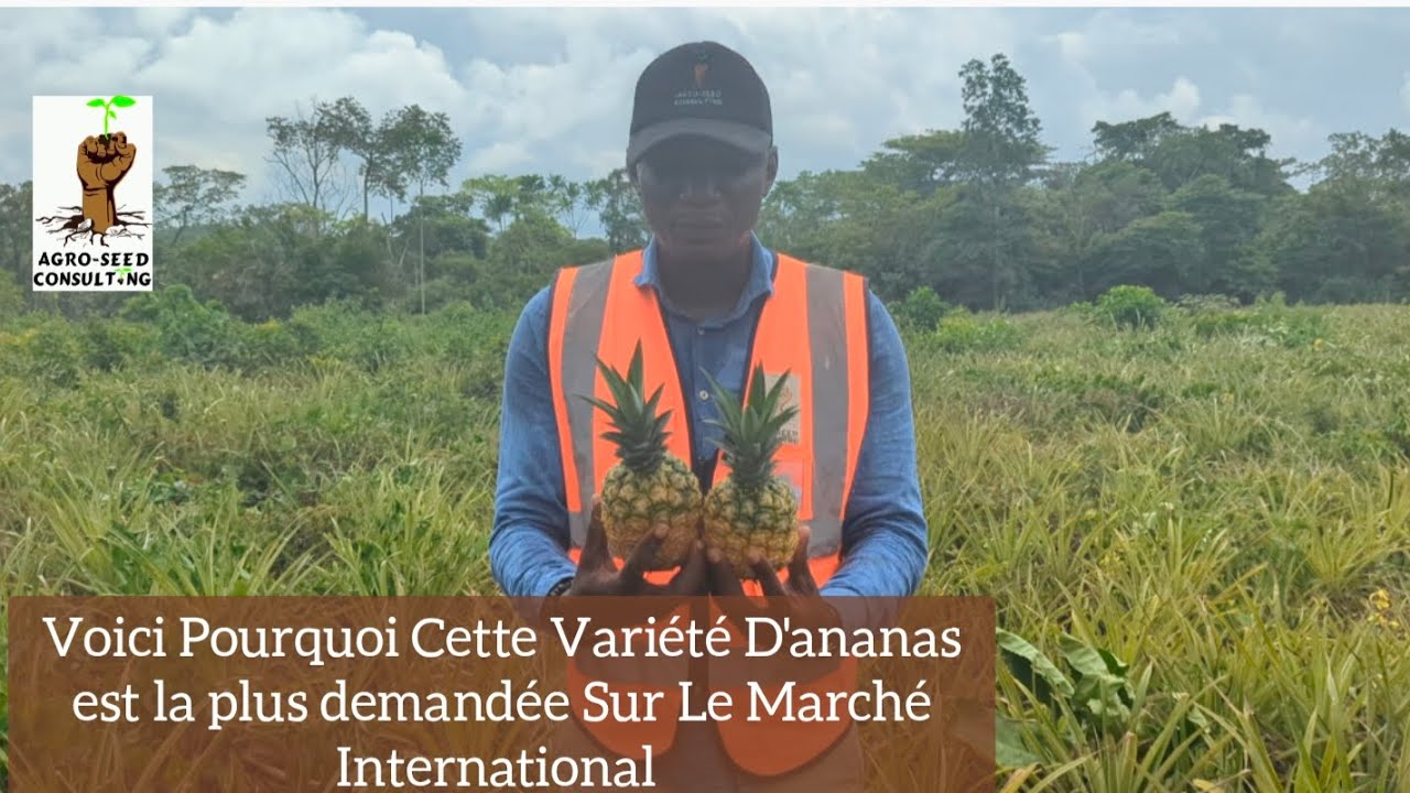 4 meilleures vari&eacute;t&eacute;s D'ananas au monde