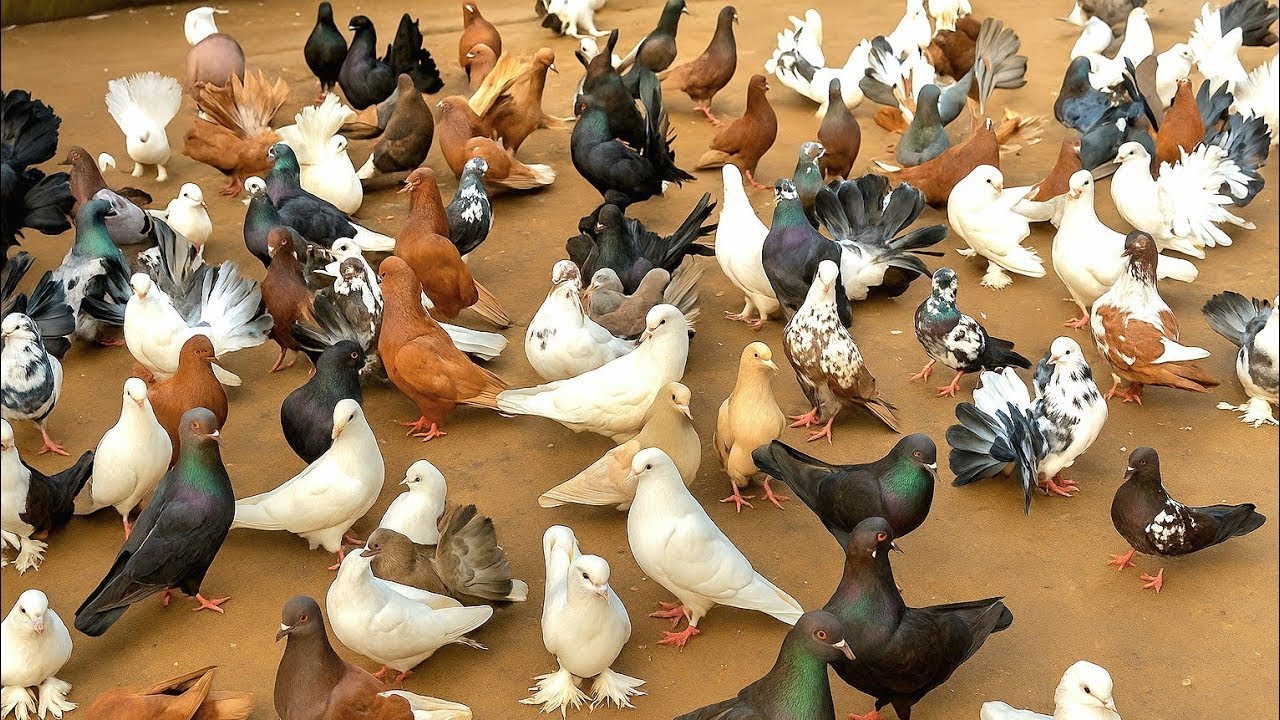 Poultry Farming : How to Raise Egg and Meat Pigeons - Organic pigeon farm life