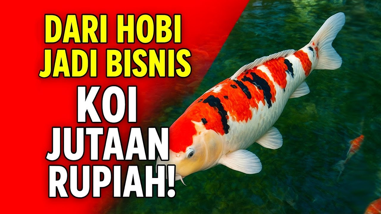 BUDIDAYA IKAN KOI: DARI HOBI JADI BISNIS MENGUNTUNGKAN!