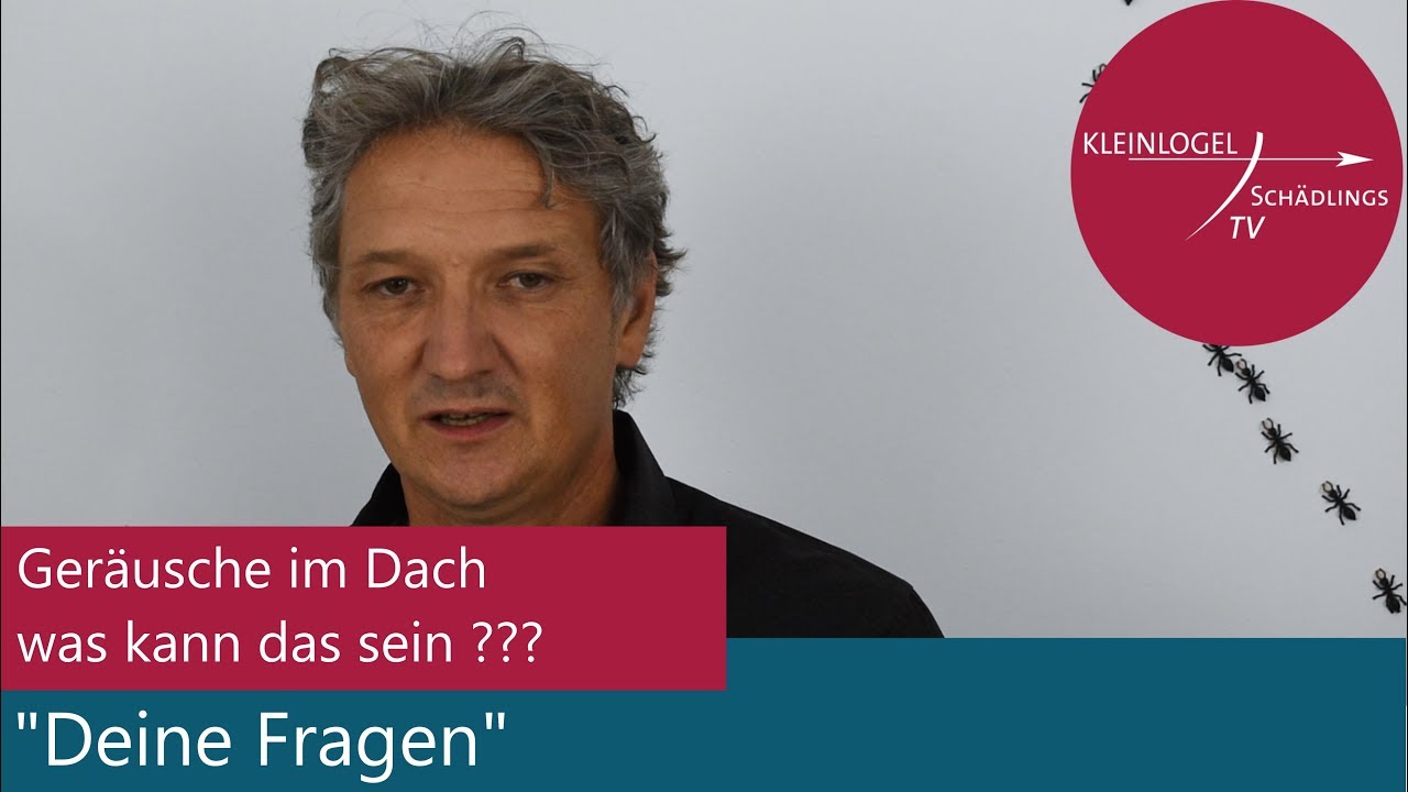 Geräusche in Dächern. was kann das sein??? 