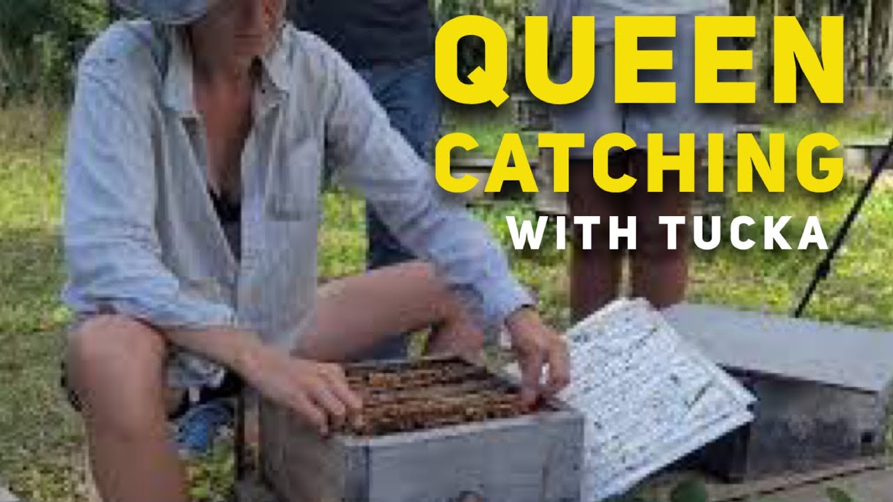 Tucka Explains Catching Queens and Comfort Hive Basics