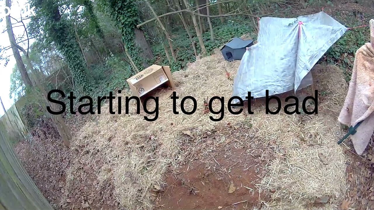 I almost lost everything! #wildlifevideo #catshelter 