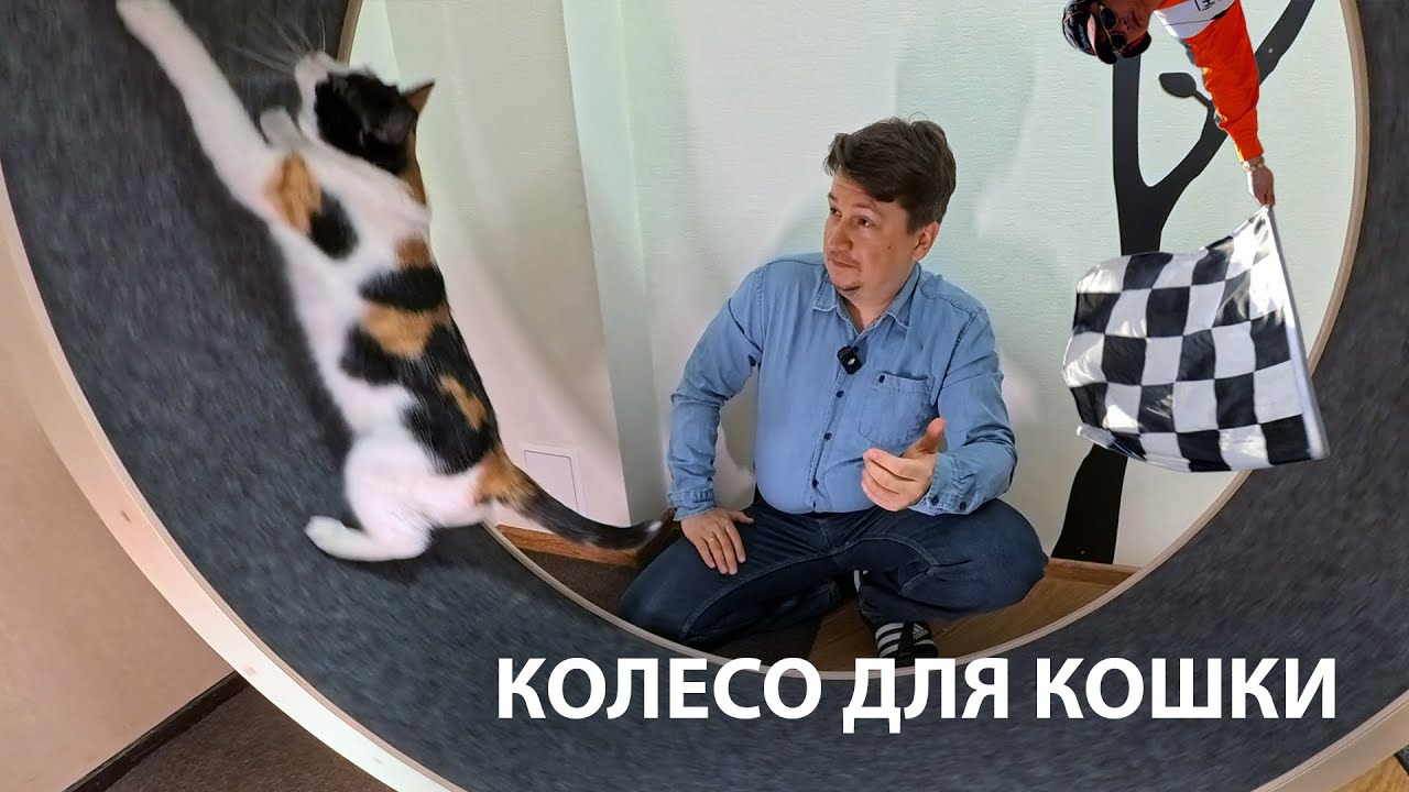 Колесо для кошки: сборка и тест-драйв