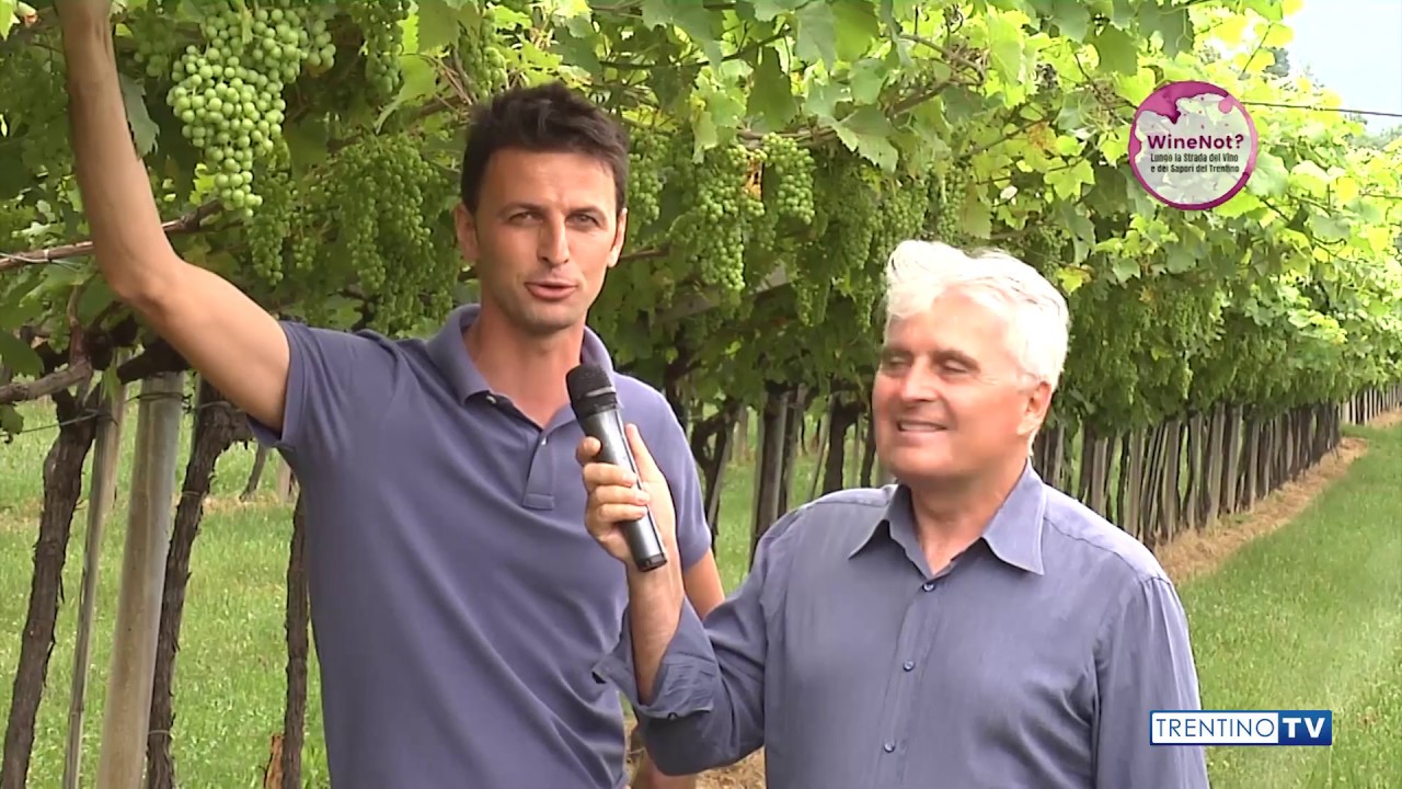 WineNot? Il Marzemino della Vallagarina P5