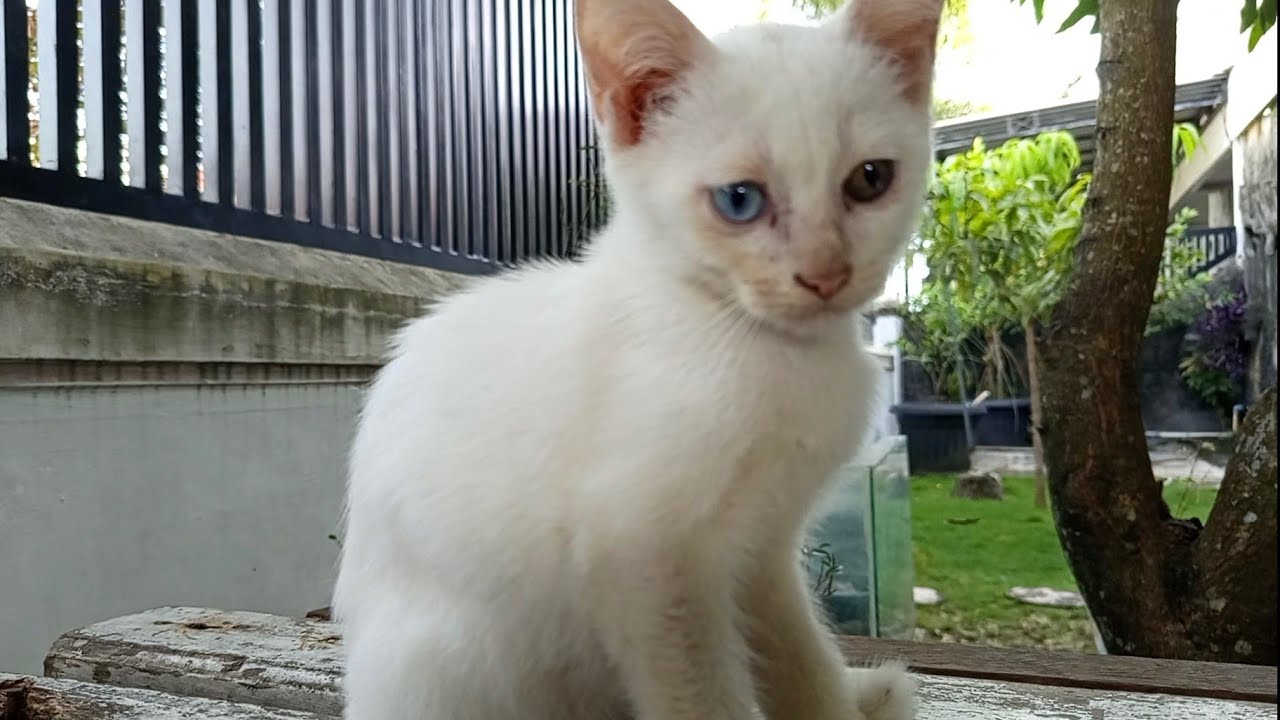 Saat Semua Masih Malas, Tapi Ada Satu Yang Super Aktif ✨