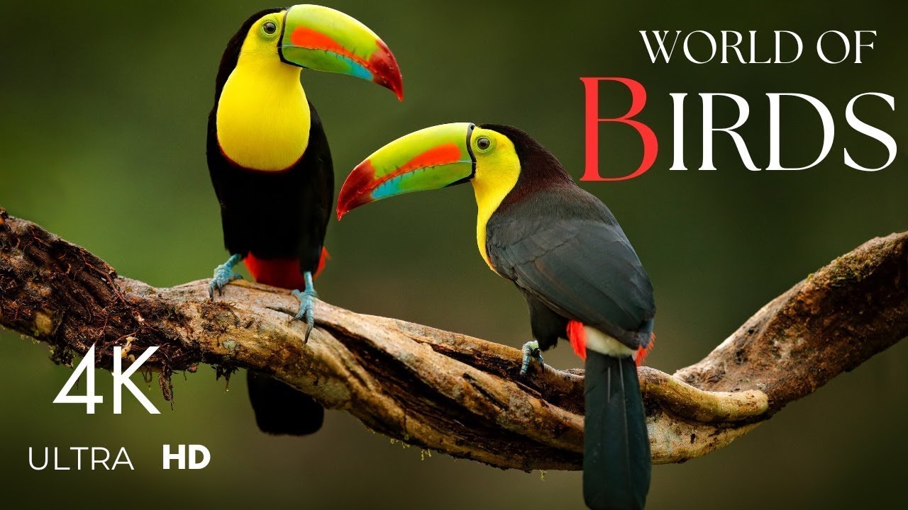 Birds of the World in 4K | Stunning Wildlife Footage of Exotic Birds & Birds in Fligh