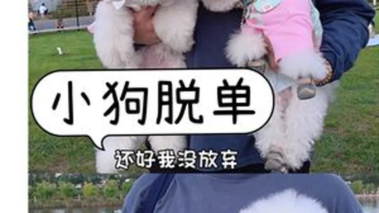 小狗的找对象vlog 第17集，终于等到你，终于脱单啦 #精致小狗的一天 #被小狗治愈的一万个瞬间 #它真的好像个小宝宝 #比熊doni