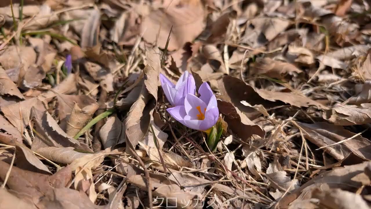 春の赤城自然園訪ねて