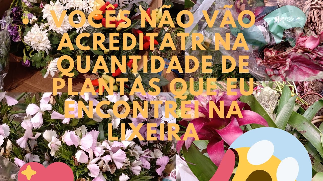 A LIXEIRA ESTAVA MUITO CHEIA DE PLANTAS 🌵🌺🌼🌻🌹