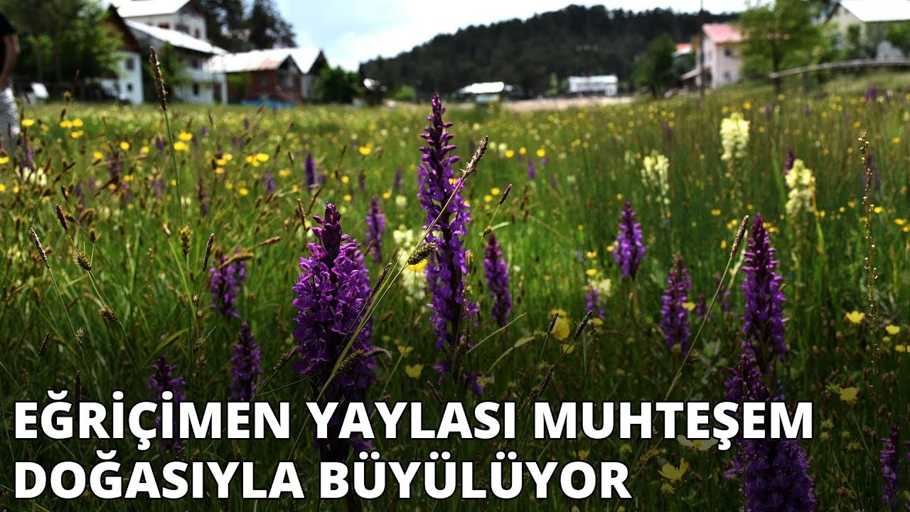 Eğriçimen Yaylası'nda doğa şöleni