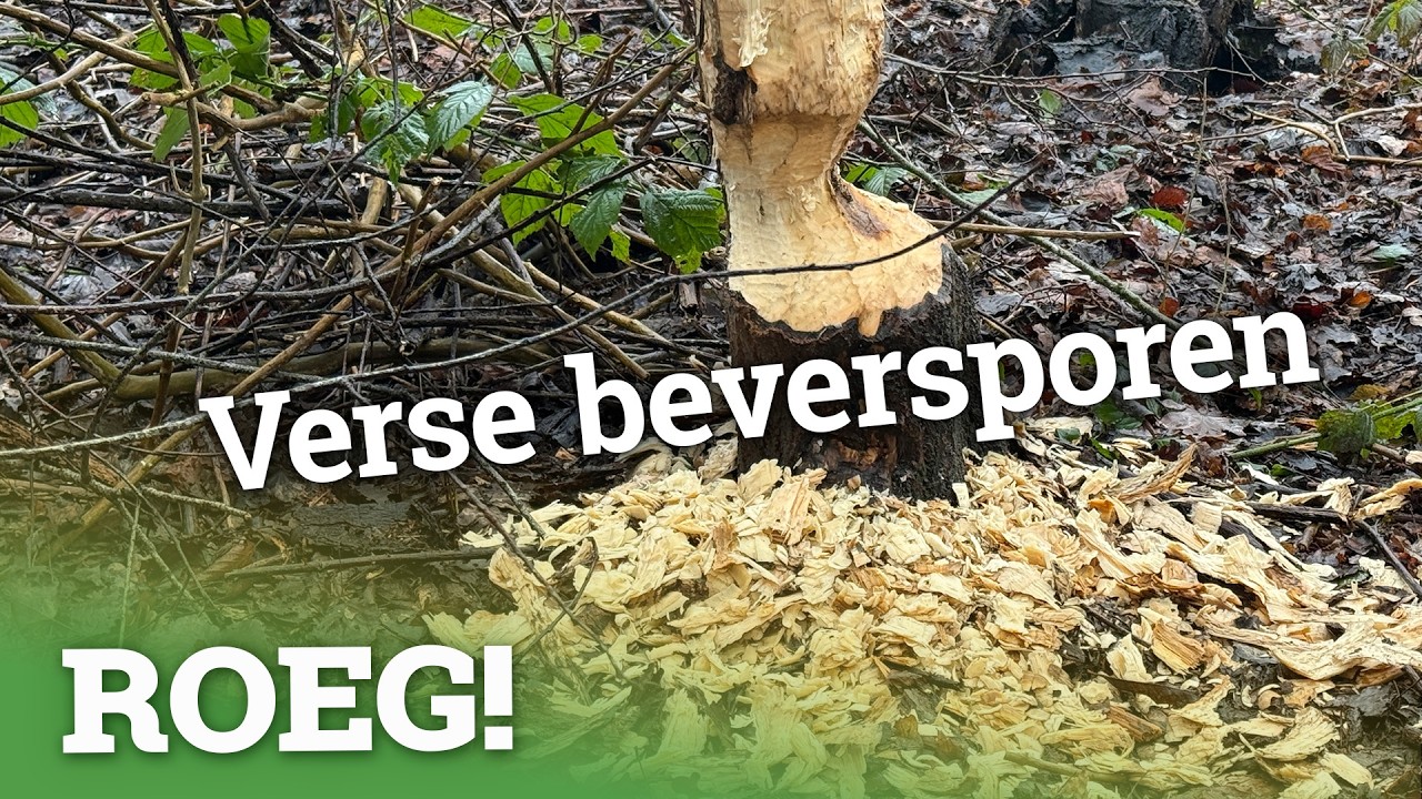 Bevers in Drenthe 🦫 zie 't in de vlog