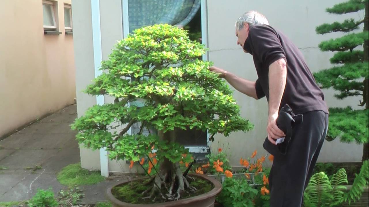 Bonsai 30 European Beech