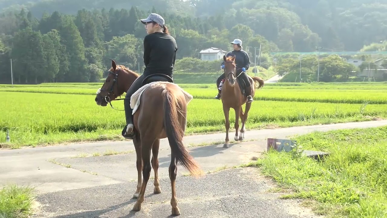 とある南相馬市の馬たちの一日 散歩編