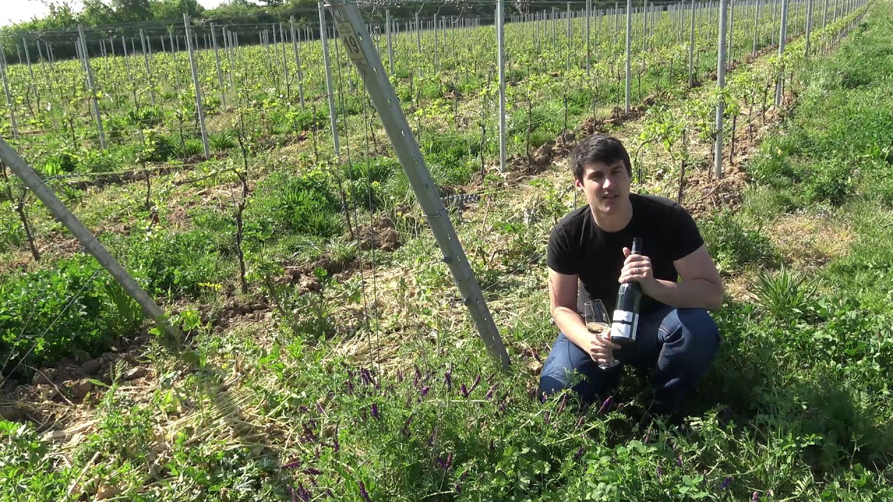 Weintaxi Wiesbaden - Weingut Schreiber - Infos vom Winzer