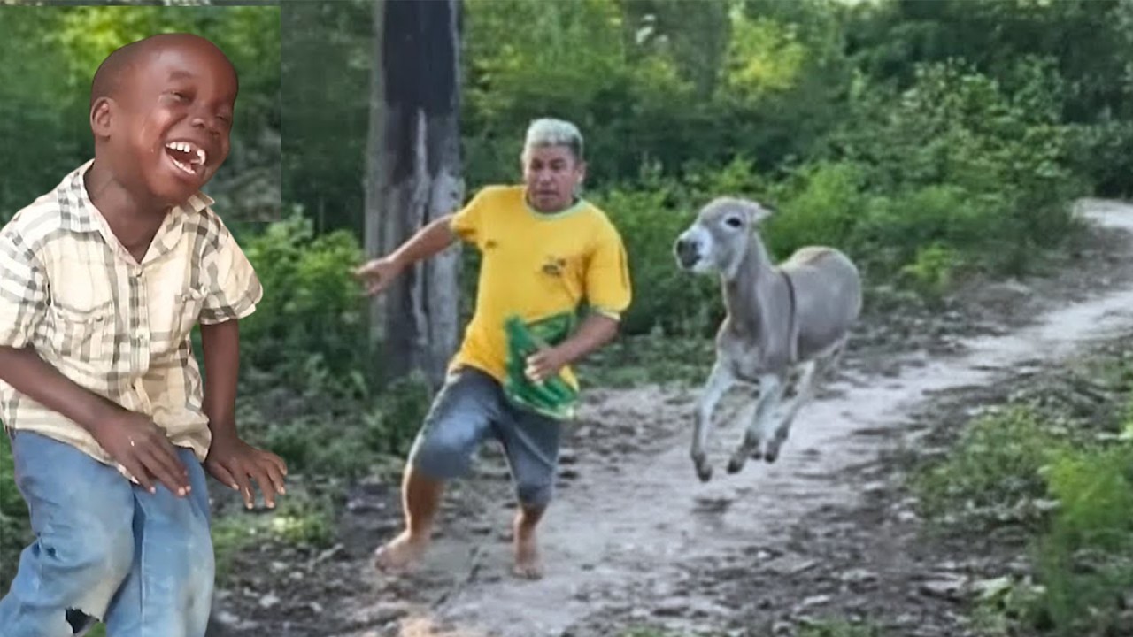 Top Funniest Videos & Fails of the Month | Try Not To Laugh Challenge 😂