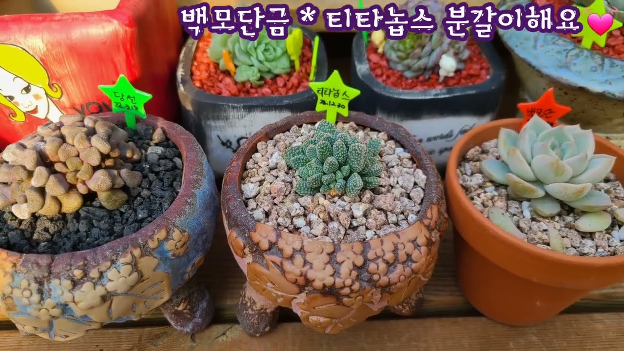 오랜만에 만나는 반가운 다육이  백모단! 그것도 금으로 들어왔습니다~ (티타놉스 * 백모단금 분갈이)