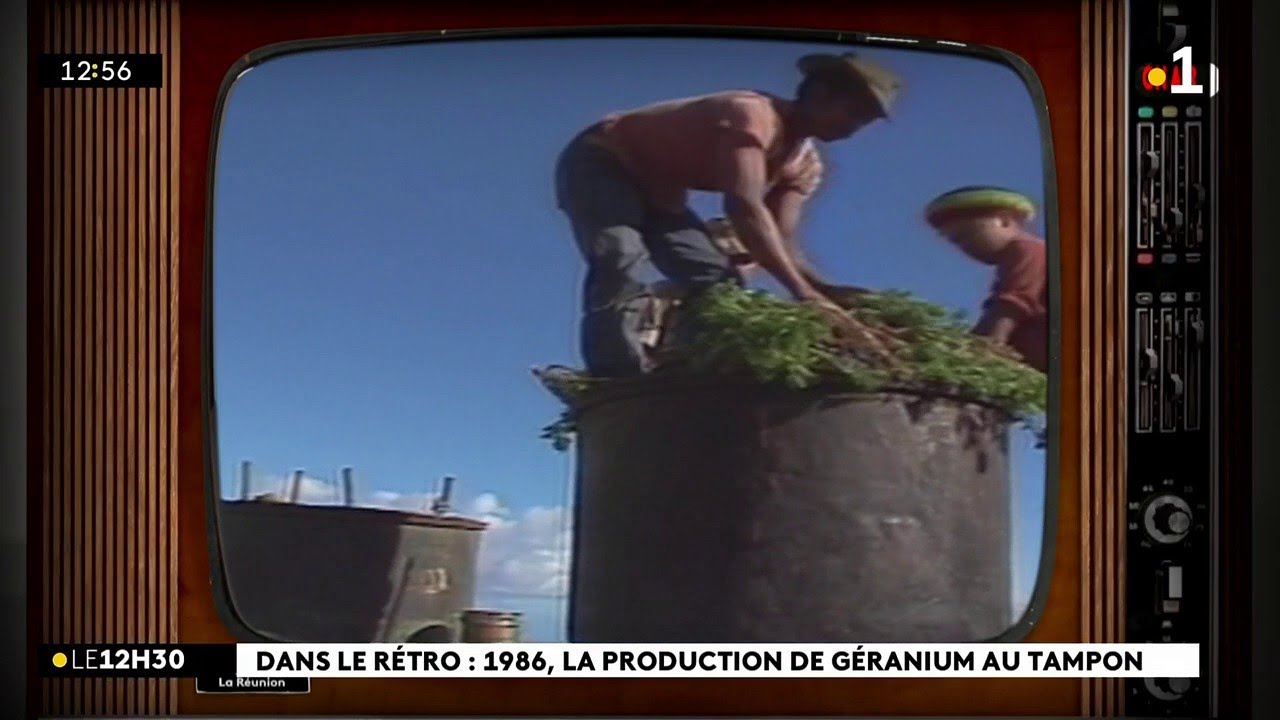 Dans le Rétro : 1986, la production de géranium au Tampon