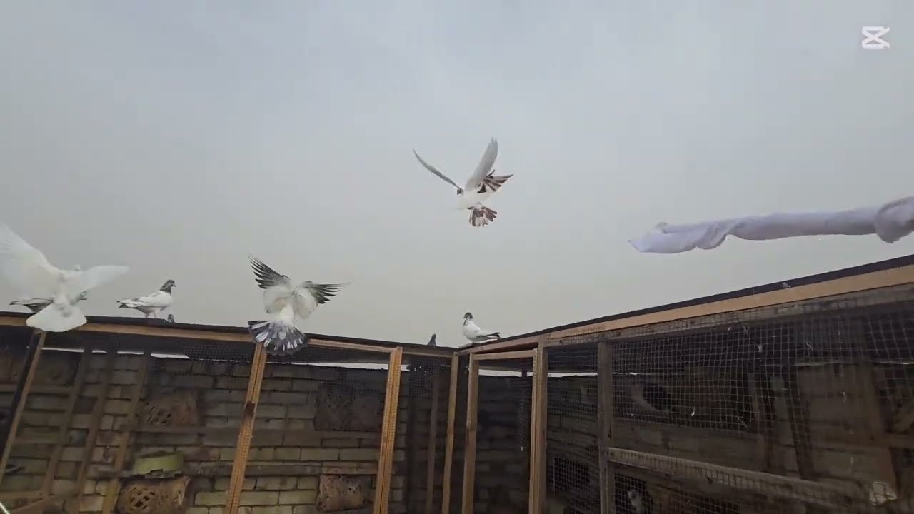 شوف الغربه شكد 😱 اليوم الهوة شرجي روحنا الطيور 😭