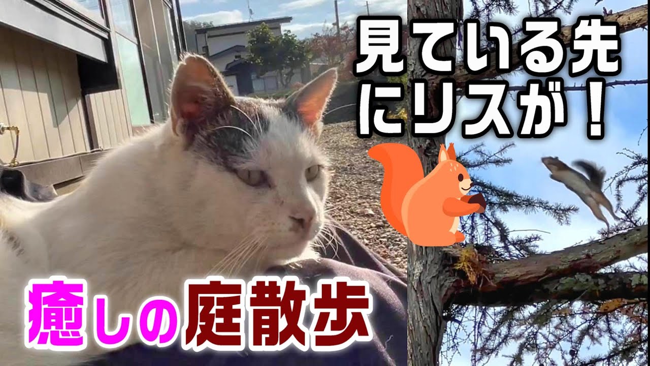 【癒しの庭散歩】庭でくつろぐ家猫シロが目撃したリスとカラスの攻防戦【オリジナル曲】#cat