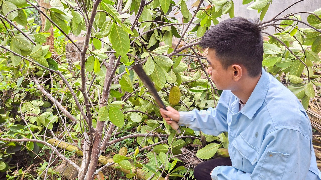 Is This The CRAZIEST Tree Cutting Method EVER? | Sầm rural life