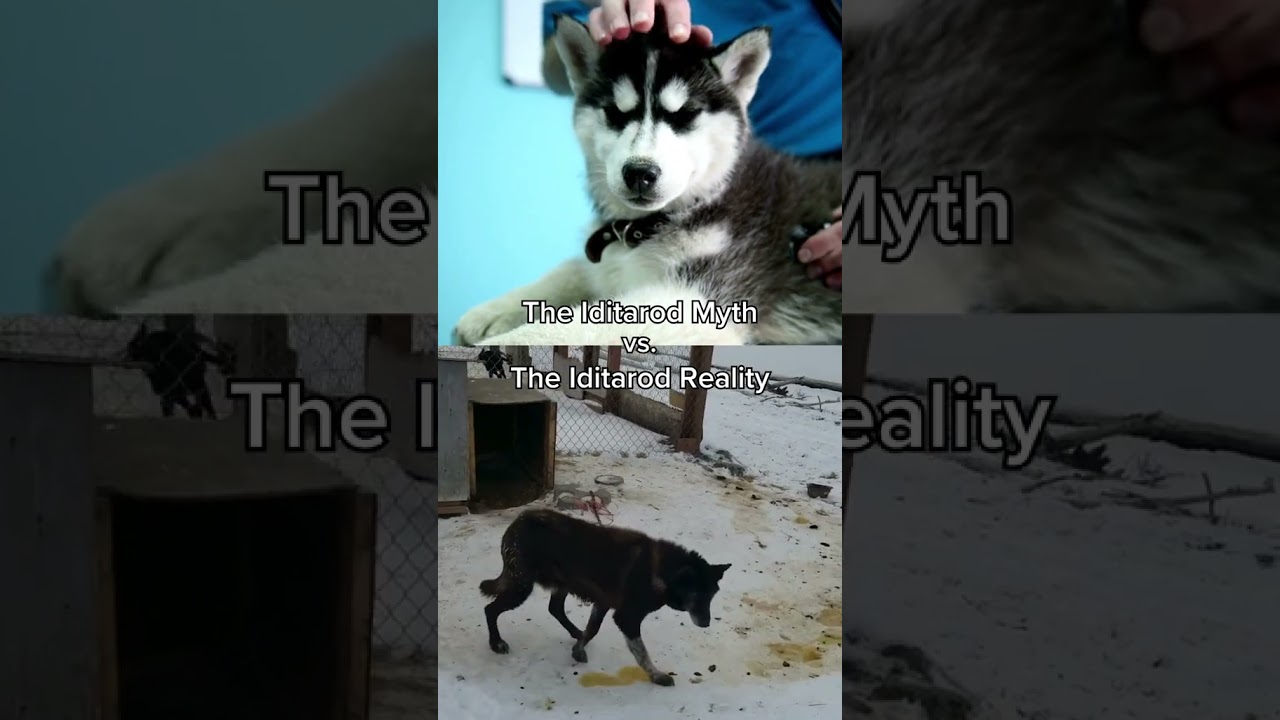 The Iditarod Myth vs. Reality #youtubeshorts