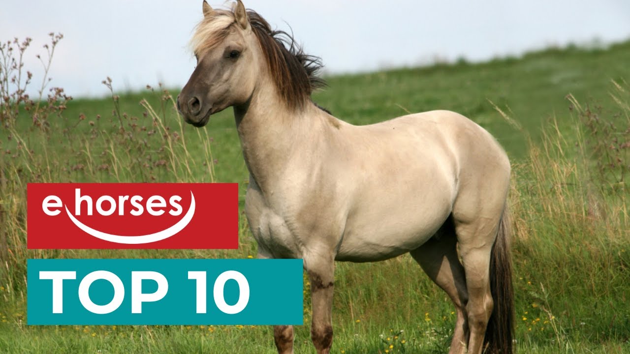 Top 10 seltene Pferderassen