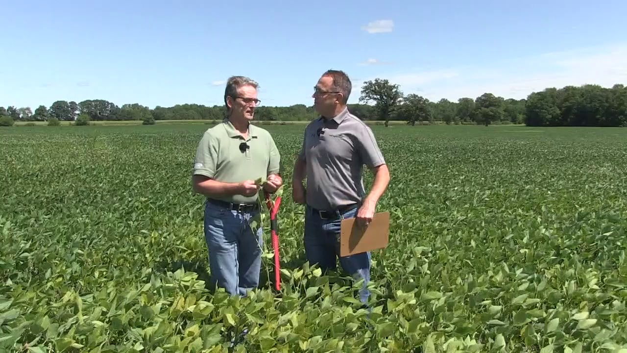 Soybean School: Managing manganese deficiency